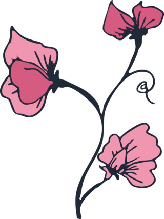 Sweet Pea (Geranium Pink cultivar) flower in bloom illustration