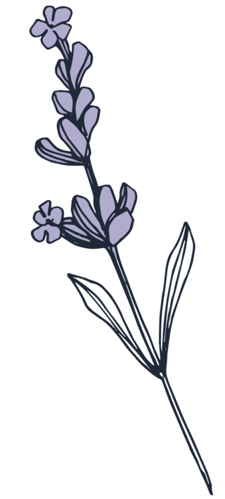 English Lavender (Hidcote Blue cultivar) flower in bloom illustration