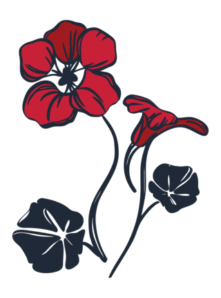 Nasturtium (Empress of India cultivar) flower in bloom illustration