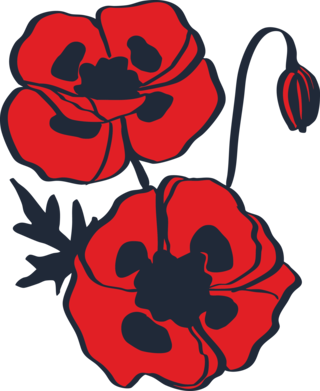 Scarlet Poppy (Ladybird cultivar) flower in bloom illustration